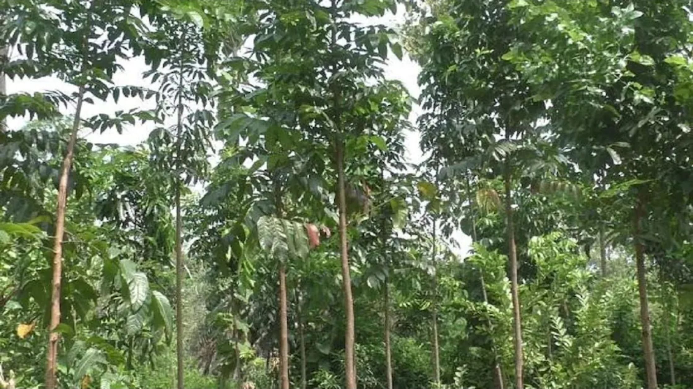 7 Uses for Green India Bio Tech Mahogany Wood