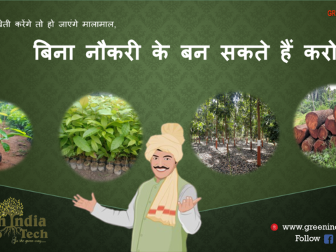 Mahogany Plant Patna