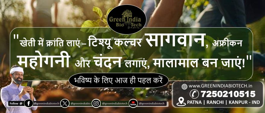 खेती में क्रांति लाएं – सागवान, महोगनी और चंदन लगाएं, मालामाल बन जाएं! खेती में क्रांति लाएं – सागवान, महोगनी और चंदन लगाएं, और मालामाल बन जाएं!