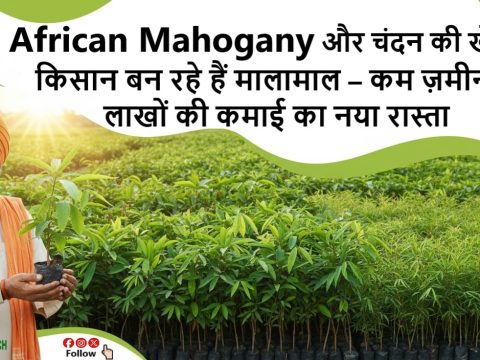 African Mahogany और चंदन की खेती से किसान बन रहे हैं मालामाल – कम ज़मीन में लाखों की कमाई का नया रास्ता