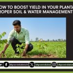 Plant Company & Nursery