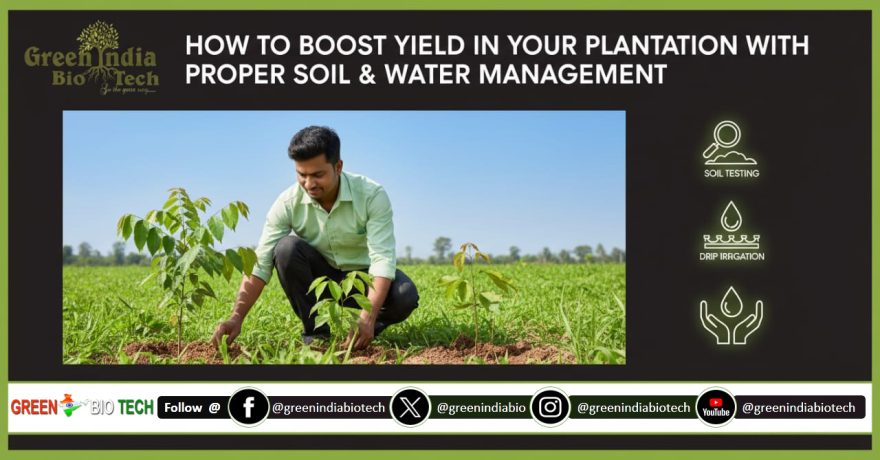 Plant Company & Nursery