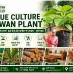 Tissue Culture Sagwan