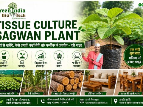 Tissue Culture Sagwan