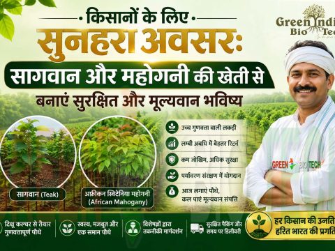 किसानों के लिए सुनहरा अवसर: सागवान और महोगनी की खेती से बनाएं सुरक्षित और मूल्यवान भविष्य सागवान और महोगनी की खेती से भविष्य बनाएं