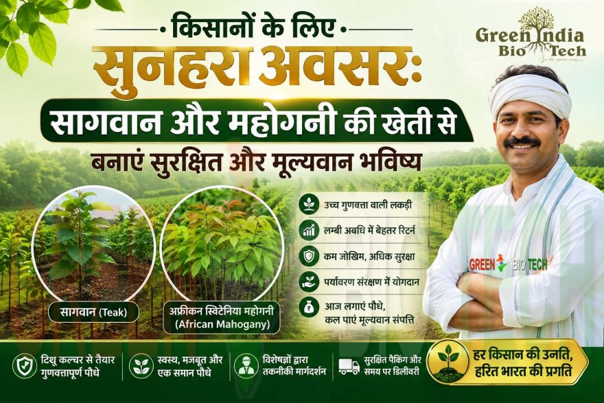 सागवान और महोगनी की खेती से भविष्य बनाएं