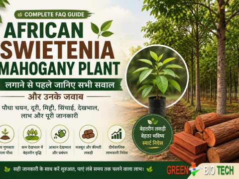 African Swietenia Mahogany Plant लगाने से पहले जानिए ये महत्वपूर्ण सवाल और उनके जवाब