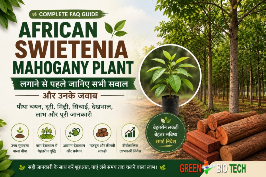 African Swietenia Mahogany Plant लगाने से पहले जानिए ये महत्वपूर्ण सवाल और उनके जवाब