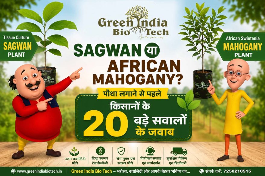 Sagwan या African Mahogany? पौधा लगाने से पहले किसानों के 20 बड़े सवालों के जवाब