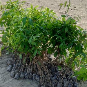 Red African Swetenia Mahogany