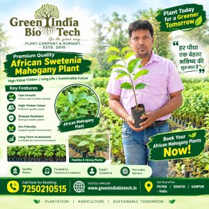 Premium African Mahogany Plant