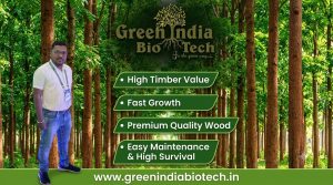 Booking African Mahogany Plant