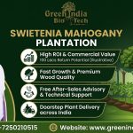 Best Mahogany plant Supplier