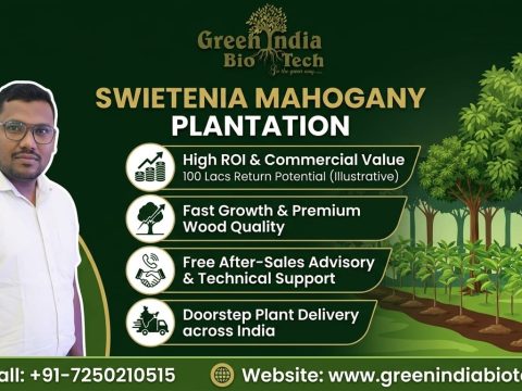 African Swietenia Mahogany Plant: Key Features, Benefits & Plantation Guide Best Mahogany plant Supplier