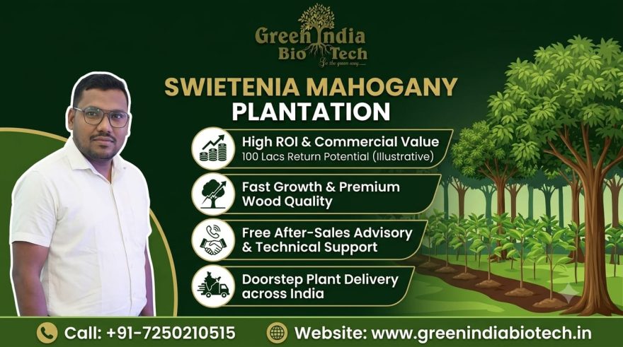 African Swietenia Mahogany Plant: Key Features, Benefits & Plantation Guide Best Mahogany plant Supplier