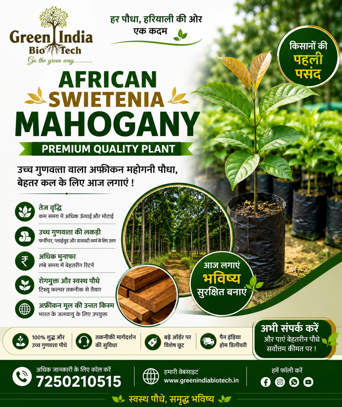 Mahogany Plant
