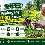 Mahogany Plant