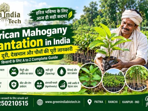 Mahogany Plant