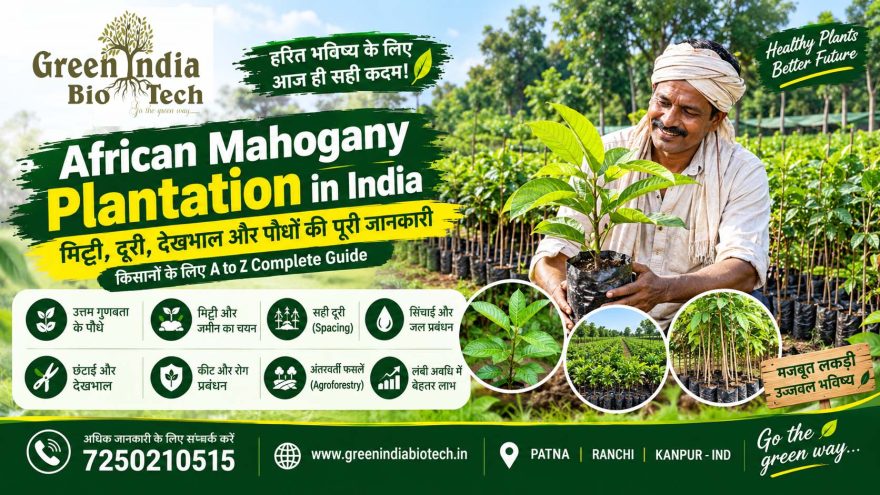 🌱 African Mahogany Plantation in India: Complete Farmer Guide Mahogany Plant