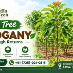 Mahogany Plant supplier Company Patna