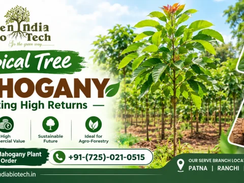 Mahogany Plant supplier Company Patna