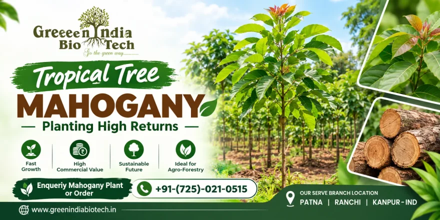 Mahogany Plant supplier Company Patna